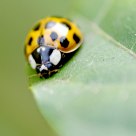 Little Ladybug